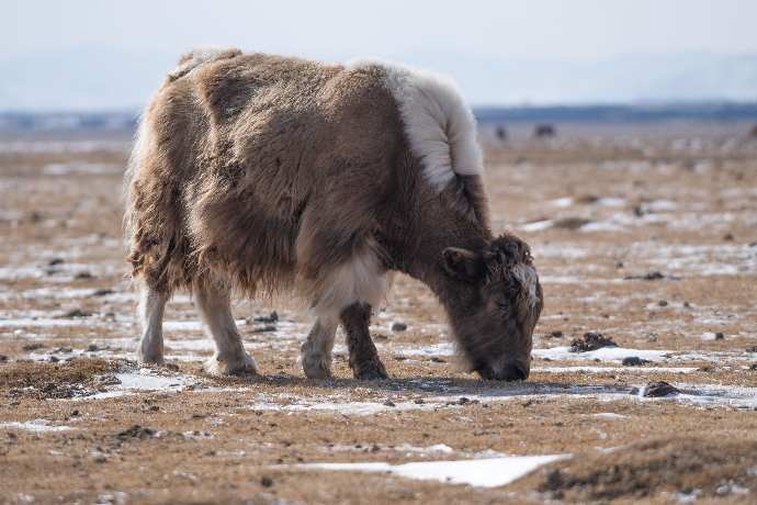 Yak mit feinem Yakhaar als Fell