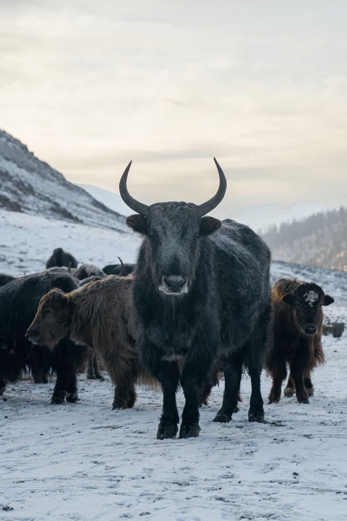 Eine Herde von Yaks mit einem Yak mit großen Hörnern in der Mitte