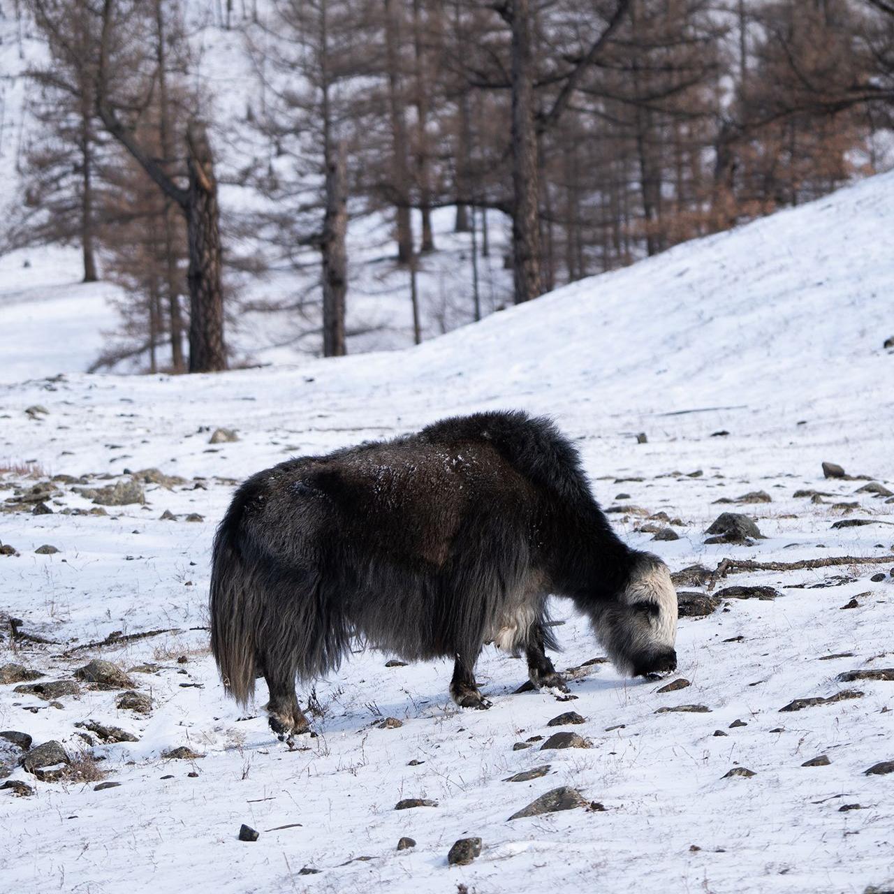 Ein Yak mit dunklem Fell grast an einem schneebedeckten Hang