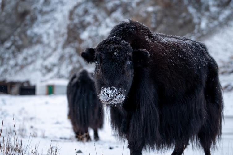 Ein dunkles Yak mit Schnee auf der Schnauze schaut in die Kamera