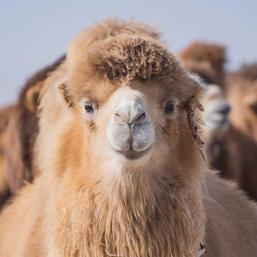 A camel looks attentively into the camera