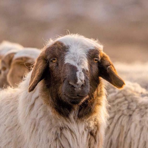 A sheep looks into the camera