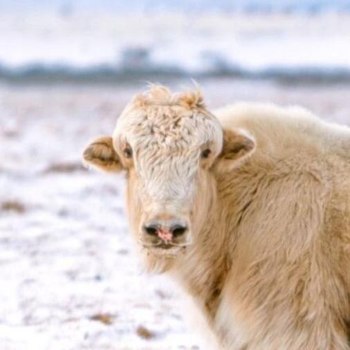 A yak looks into the camera