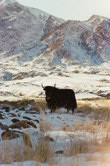 Yak in front of mountain backdrop in the shade