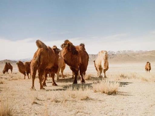 Camels standing in a group in the desert with mountains in the background