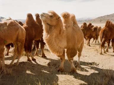 Ein helles Kamel hebt den Kopf vor einer Herde dunkler Kamele