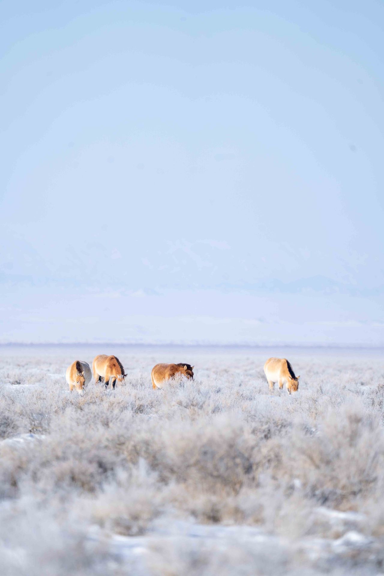 Gefrorene Büsche und Pferde die zwischen ihnen grasen