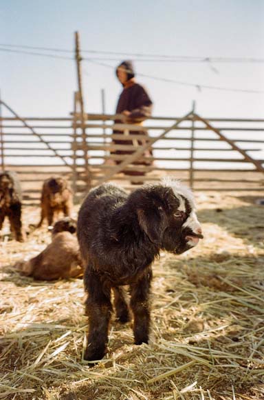 Ein kleines schwarzes Ziegenbaby in einem Heu-bedeckten Stallareal