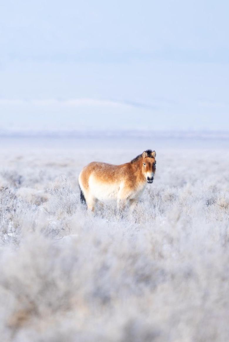 Ein Pferd mit weißem Bauch und hellbraunem Fell schaut in die Kamera in einer gefrorenen Busch-Steppe