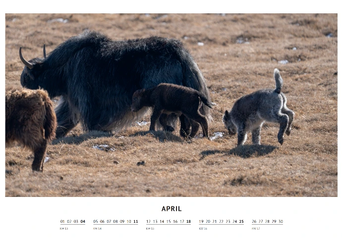 Kalenderbild zeigt tobende Yak-Babys