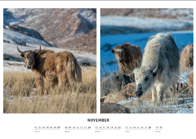 Kalenderbild zeigt zwei hochkante Bilder von grasenden Yaks