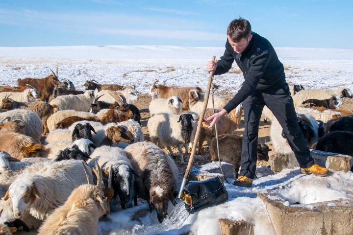 Wie ich kurz überlegt habe, selbst mongolischer Schafhirte zu werden Ein junger Mann zieht Wasser aus einem Brunnen für Schafe, die um ihn herum trinken.