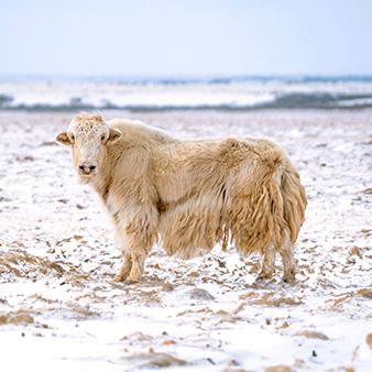 Ein Yak steht im Schnee