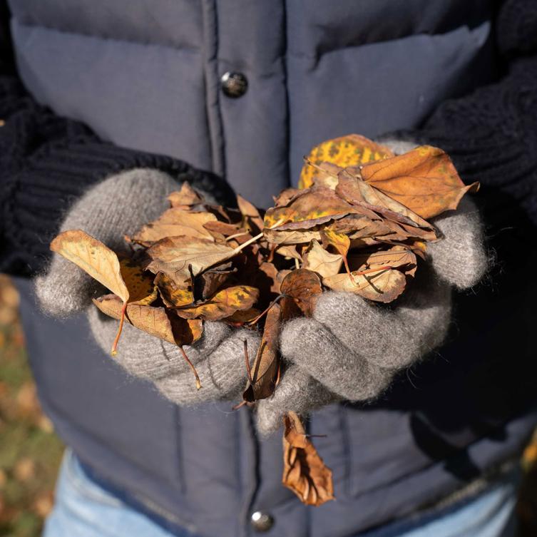 Autumn leaves in grey gloves