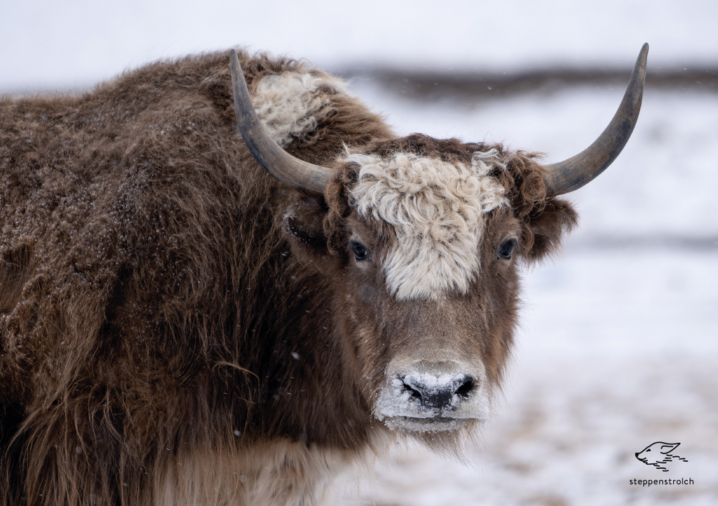Poster mit Tiermotiven